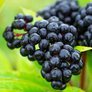 Take elderberry to boost immunity
