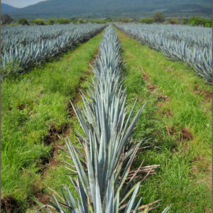Blue Agave fields